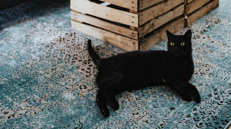 黒猫はどんな性格？特徴や魅力、黒猫にまつわる噂などを解説